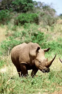 Kallen Marc Ferrero: WHITE / Square-Lipped RHINOCEROS