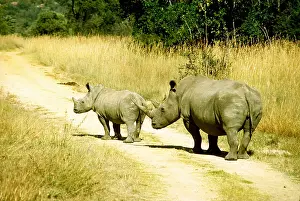 Lipped: WHITE / SQUARE-LIPPED RHINOCEROS - adult and young on path