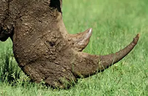 Wallowing: White / Square-lipped RHINOCEROS - close-up, grazing