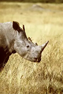 Lipped: White / Square lipped RHINOCEROS - with oxpecker