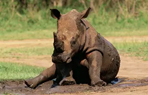 Wallowing: White / Square-lipped RHINOCEROS - Wallowing in mud