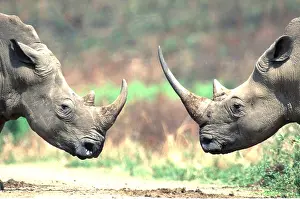 Kallen Marc Ferrero: WHITE / Square-Lipped Rhinoceros - x two, head to