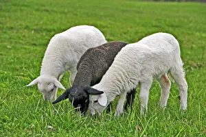 Grassing: Two white St. Croix Lambs and one black Suffolk