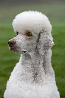 Standard: White standard poodle (Canis lupus familiaris) in garden