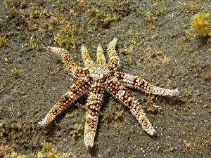Canary: White starfish (Coscinasterias tenuispina), dive