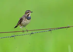 Svecica: White-starred Blue-throat (Luscinia svecica cyanecula)