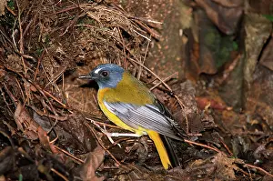 Stellata: White-starred Bush Robin - at nest
