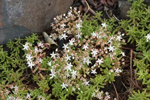 Sedum: White stonecrop