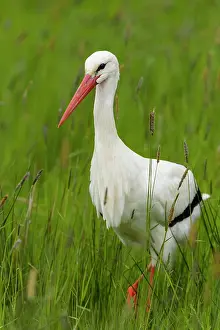 Ciconia: White Storck (Ciconia ciconia), in meadow, Hessen