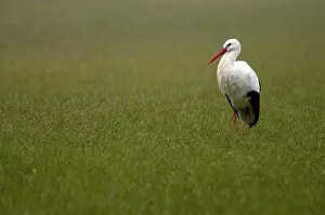 Giacomo Radi: White Stork