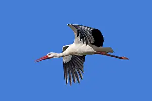 Rehabilitation: White Stork