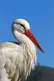 Rehabilitation: White Stork