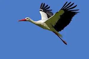 Rehabilitation: White Stork