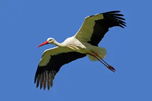 Rehabilitation: White Stork