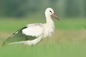 Monogamous: White Stork