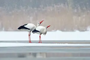 Reedland: White Stork