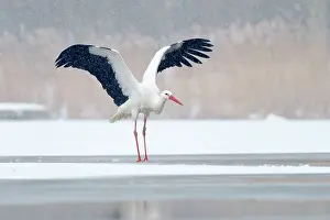Reedland: White Stork