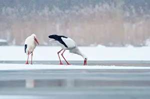 Survive: White Stork