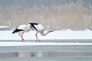 Reedland: White Stork