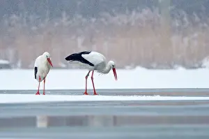 Survive: White Stork