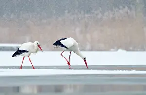 Survive: White Stork
