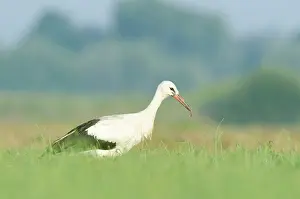 Monogamous: White Stork