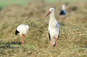 Monogamous: White Stork
