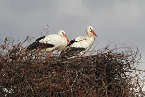 Lelystad: White Stork