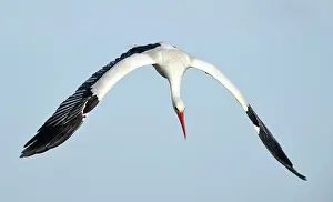 Ijssel: White Stork