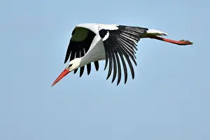 Ijssel: White Stork