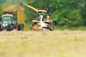 Beek: White Stork