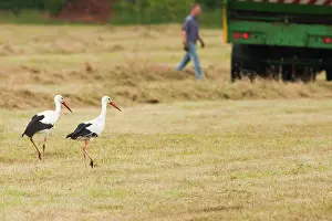 Drentsche: White Stork