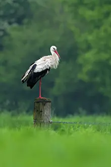 Losser: White Stork