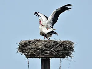 Monogamous: White Stork