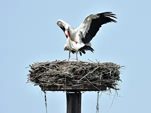 Monogamous: White Stork