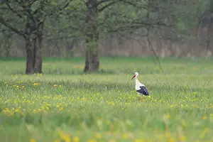 Drentsche: White Stork