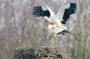 Monogamous: White Stork