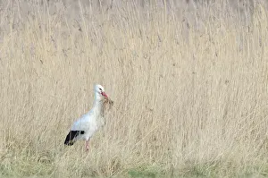Monogamous: White Stork