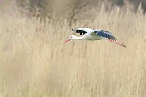 Monogamous: White Stork