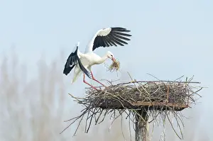 Monogamous: White Stork