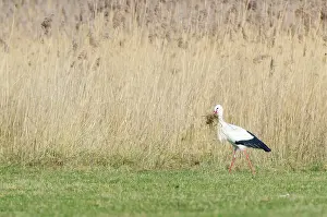 Monogamous: White Stork