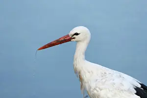 Lelystad: White Stork