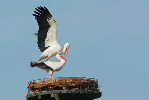 Monogamous: White Stork