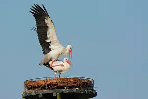 Monogamous: White Stork