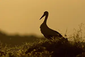 Rhodopi: White Stork