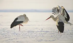 Haag: White Stork