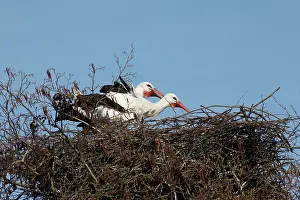 Lelystad: White Stork