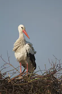 Ciconiidae: White Stork