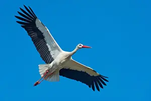 Storks: White Stork