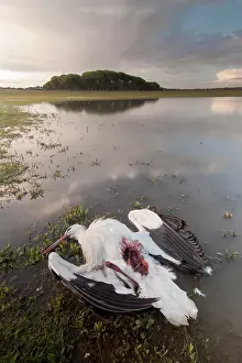 Ciconia: White Stork